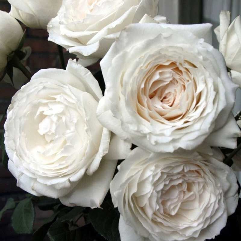 Роза японская Принцесса Миюки